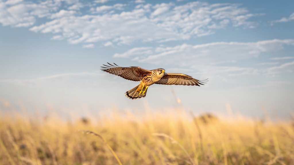 Bird in flight at Tal Chhapar
