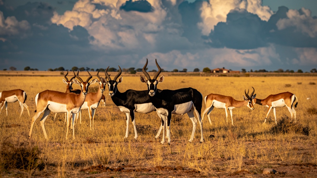 Blackbucks at Tal Chhapar Sanctuary